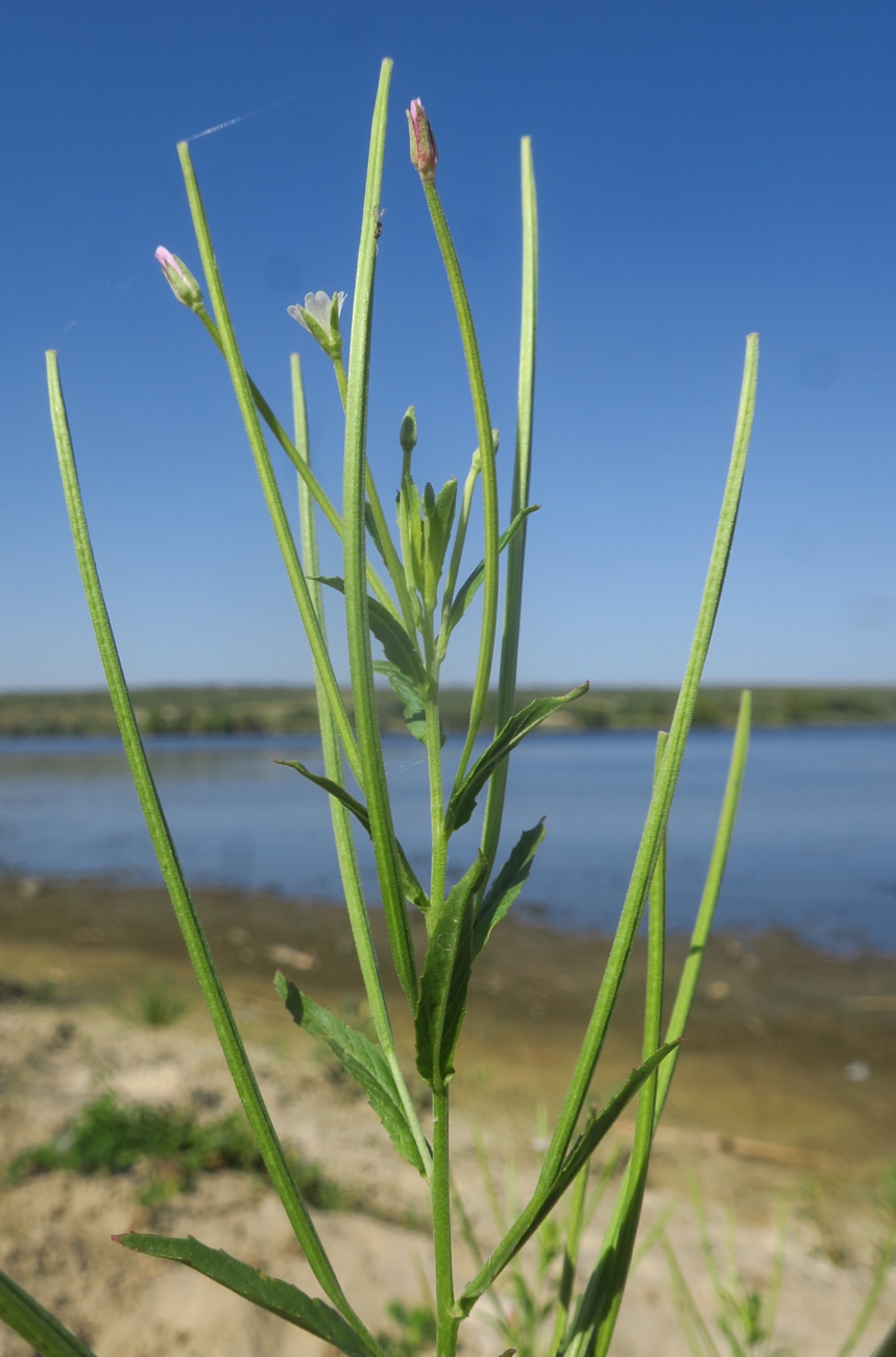 Image of Epilobium tetragonum specimen.