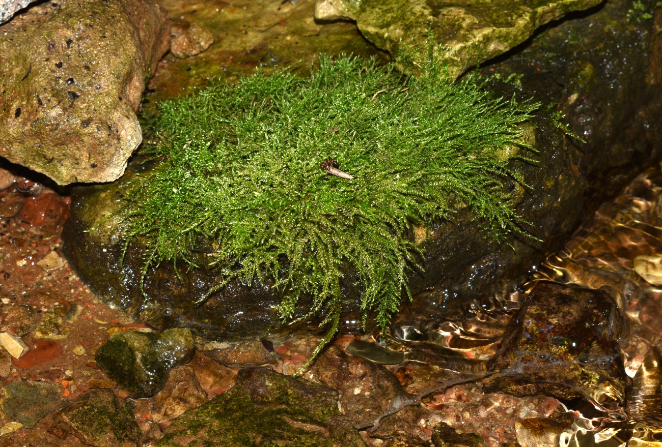 Image of Brachythecium rivulare specimen.