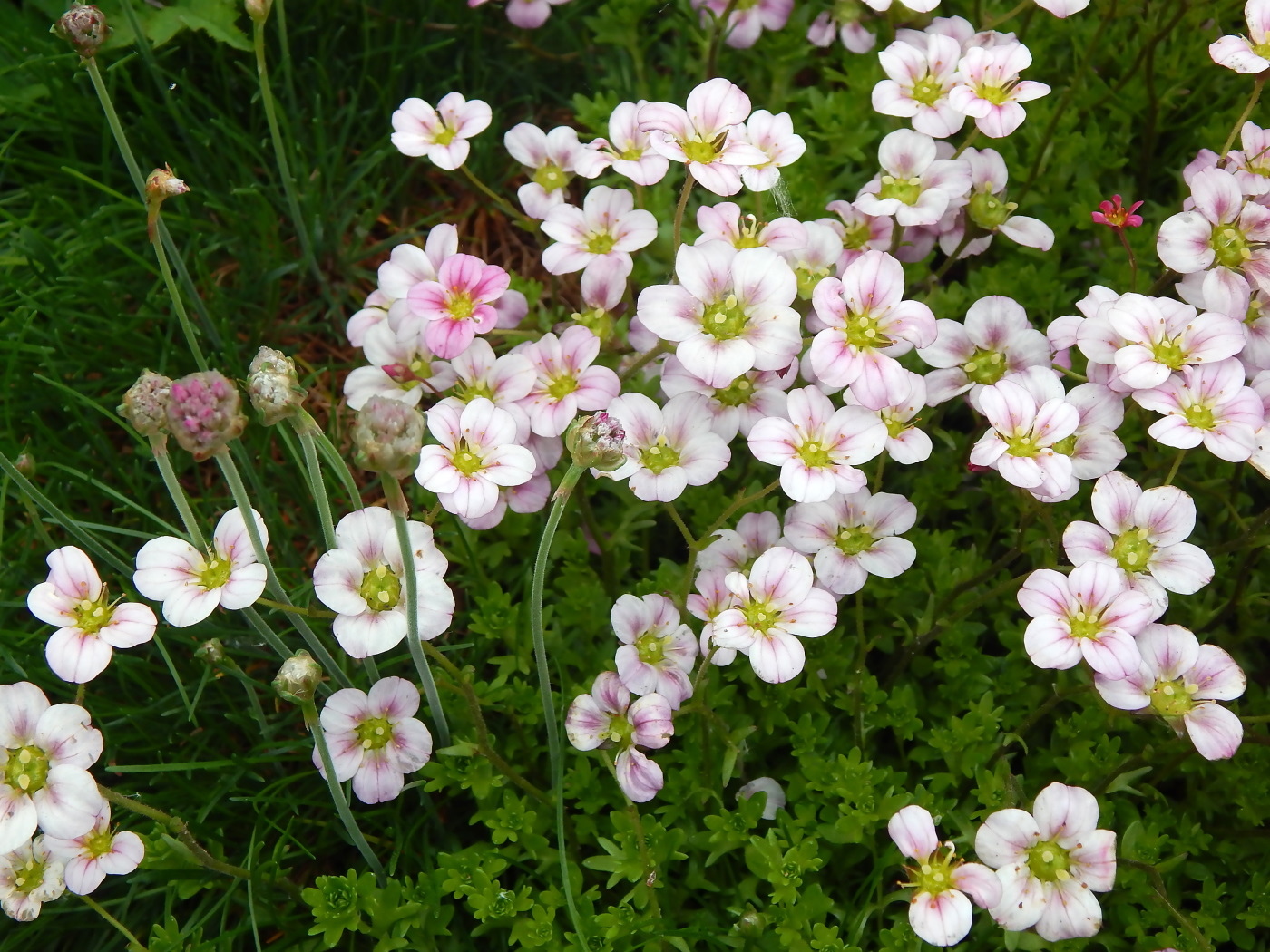 Изображение особи род Saxifraga.