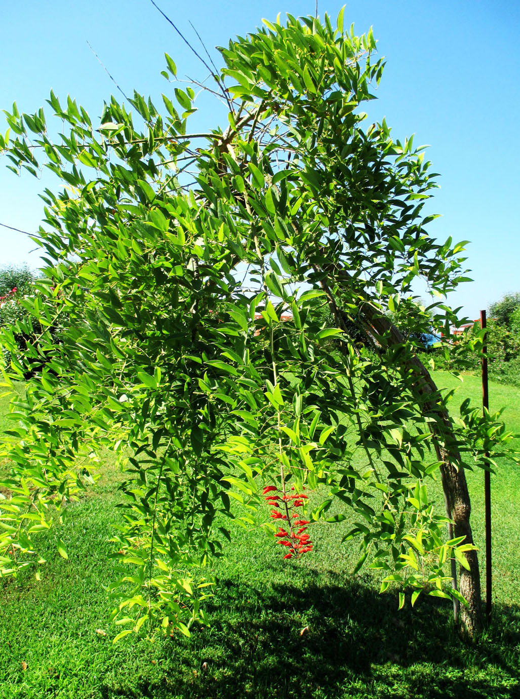 Image of Erythrina crista-galli specimen.