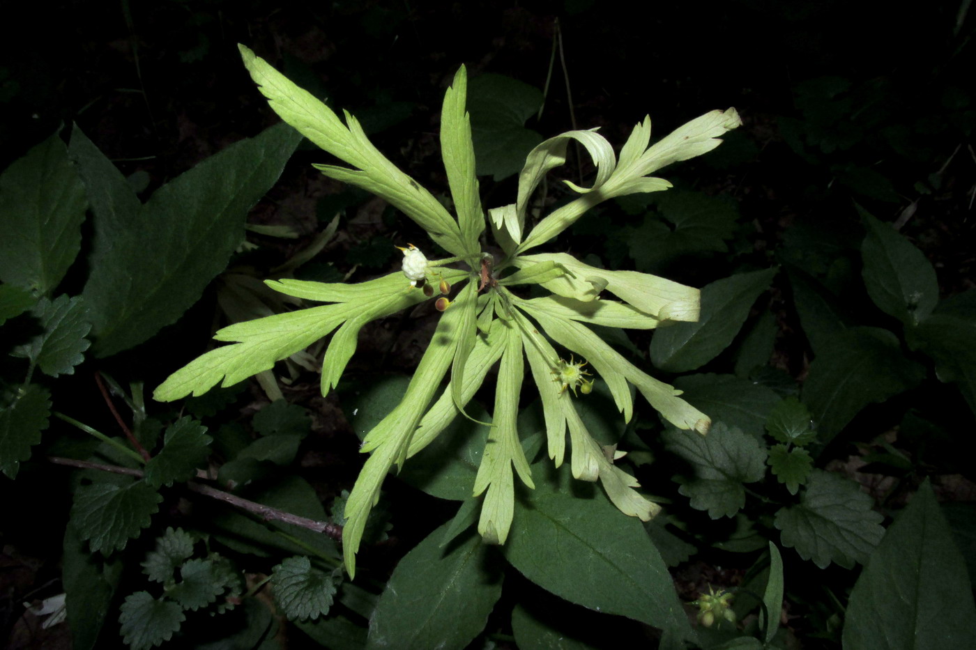 Image of Anemone irinae specimen.