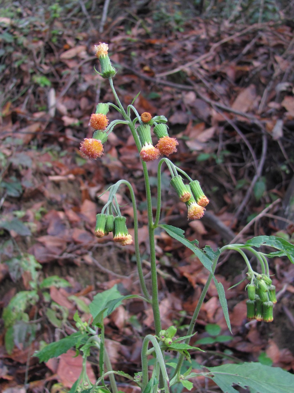 Image of Crassocephalum crepidioides specimen.