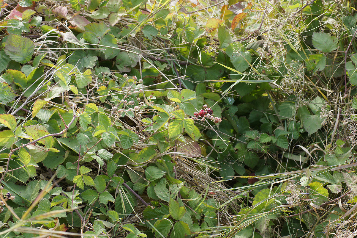 Изображение особи род Rubus.