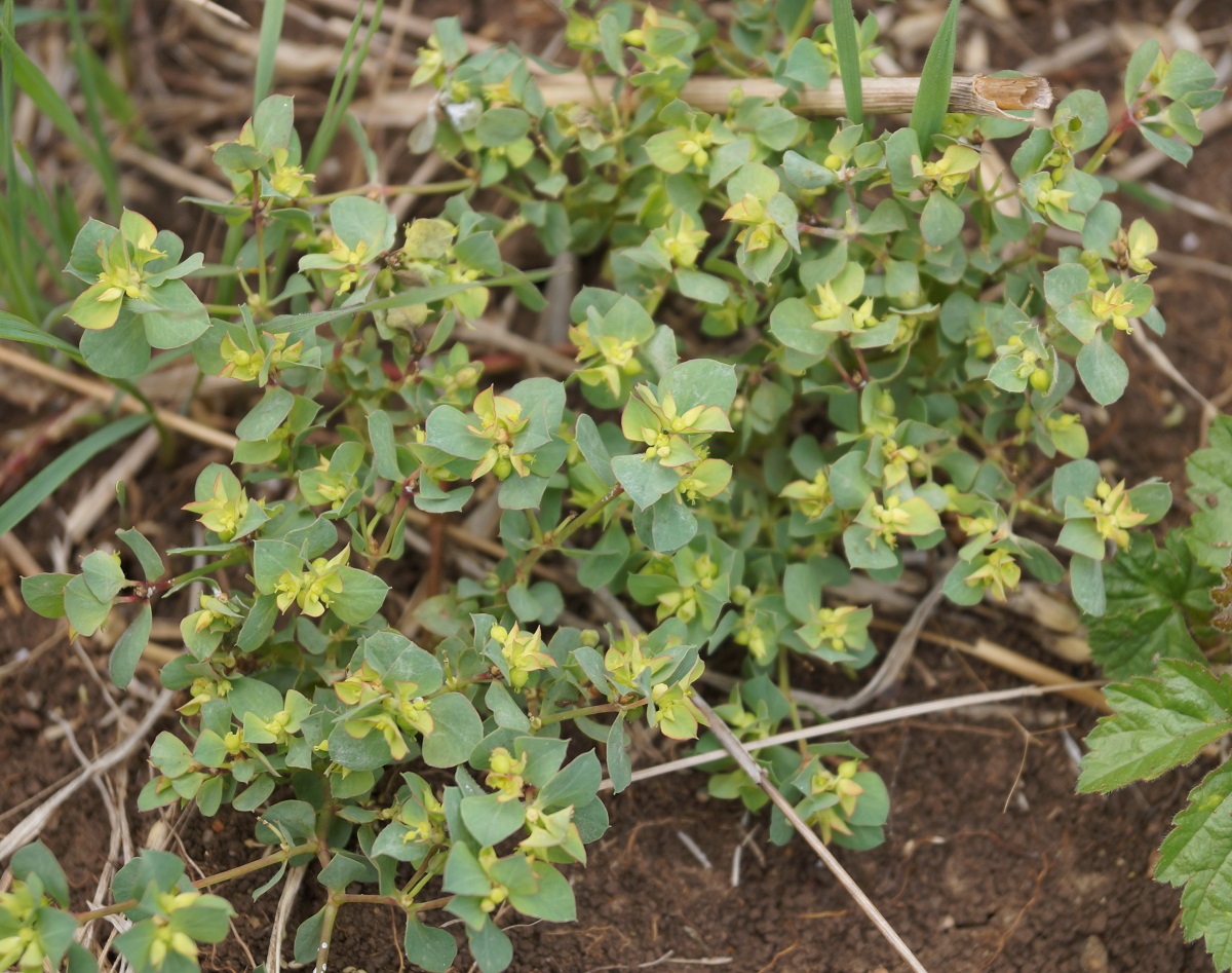 Image of Euphorbia falcata specimen.