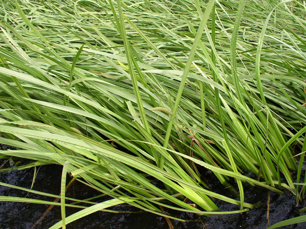 Image of Acorus calamus specimen.