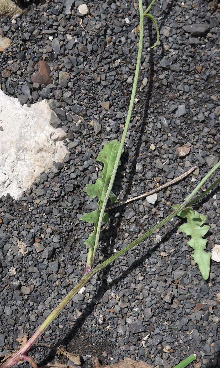 Image of Crepis sonchifolia specimen.