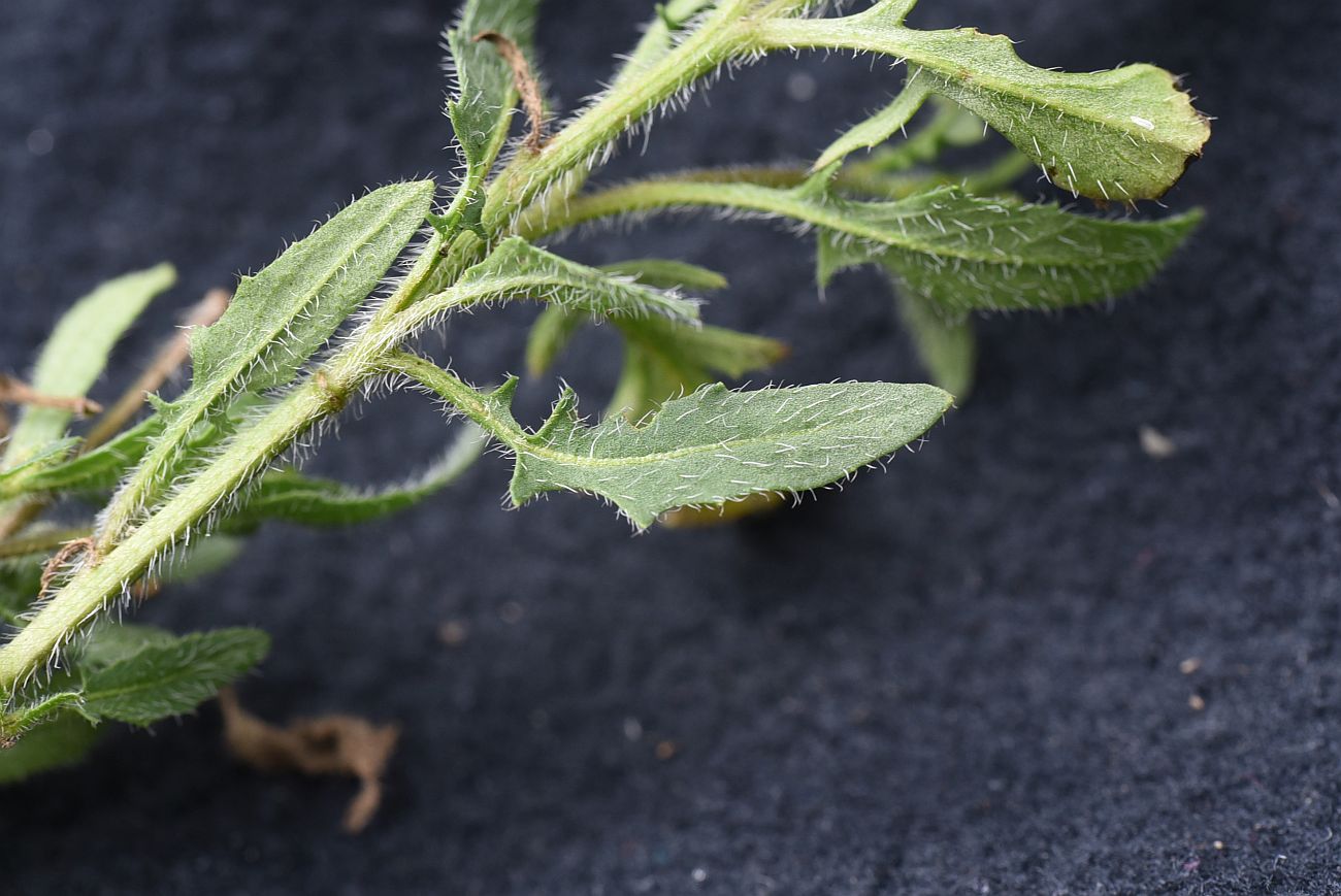 Image of familia Brassicaceae specimen.