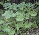 Heracleum sosnowskyi. Вегетирующие взрослые и ювенильные растения. Пермский край, Добрянский р-н, окр. с. Полазна, разнотравный луг. 28.05.2023.