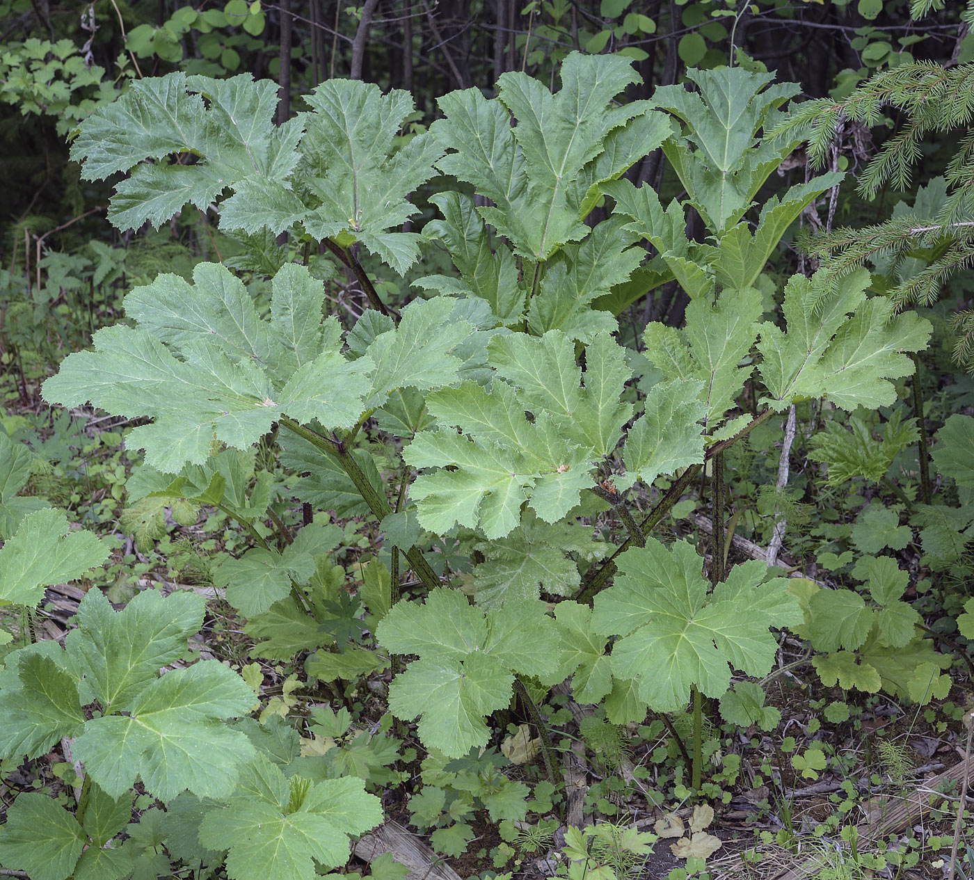 Изображение особи Heracleum sosnowskyi.