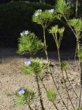 Psoralea pinnata. Верхушка цветущего растения. Испания, автономное сообщество Каталония, провинция Жирона, комарка Баш-Эмпорда, муниципалитет Палафружель, ботанический сад \"Кап-Роч\". 04.06.2023.