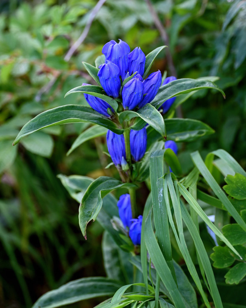 Image of Gentiana triflora specimen.