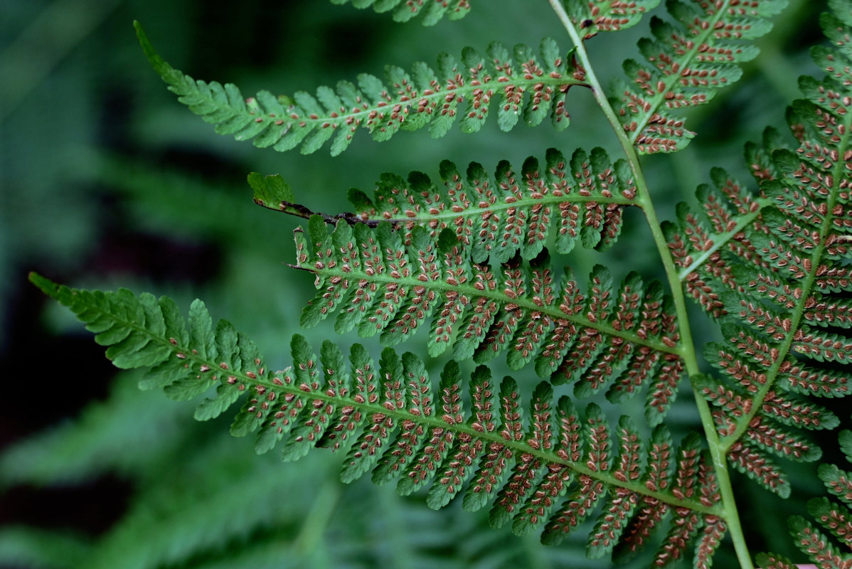 Изображение особи Athyrium monomachii.