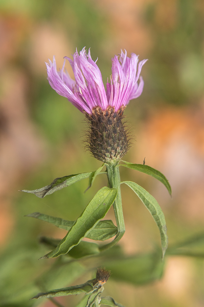 Image of Centaurea phrygia specimen.