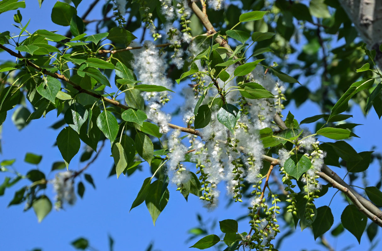 Image of genus Populus specimen.