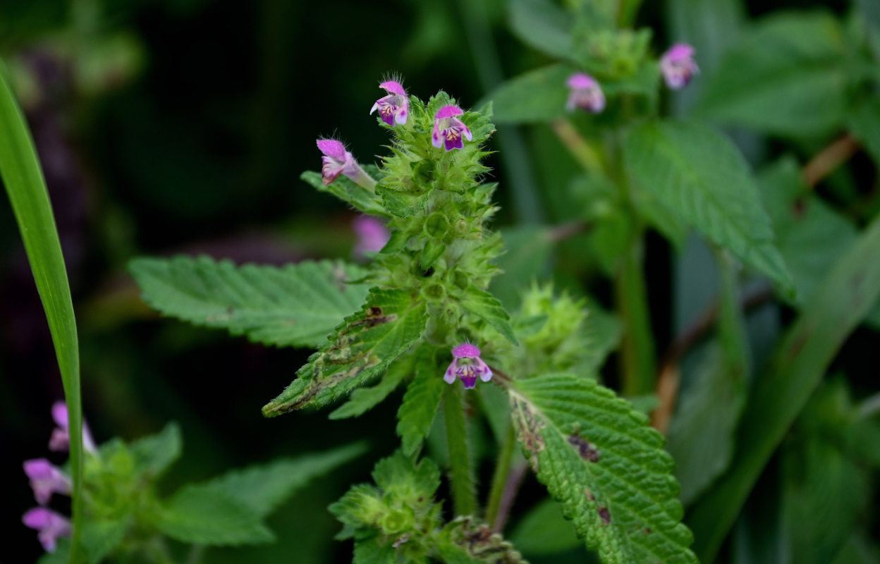 Изображение особи Galeopsis bifida.