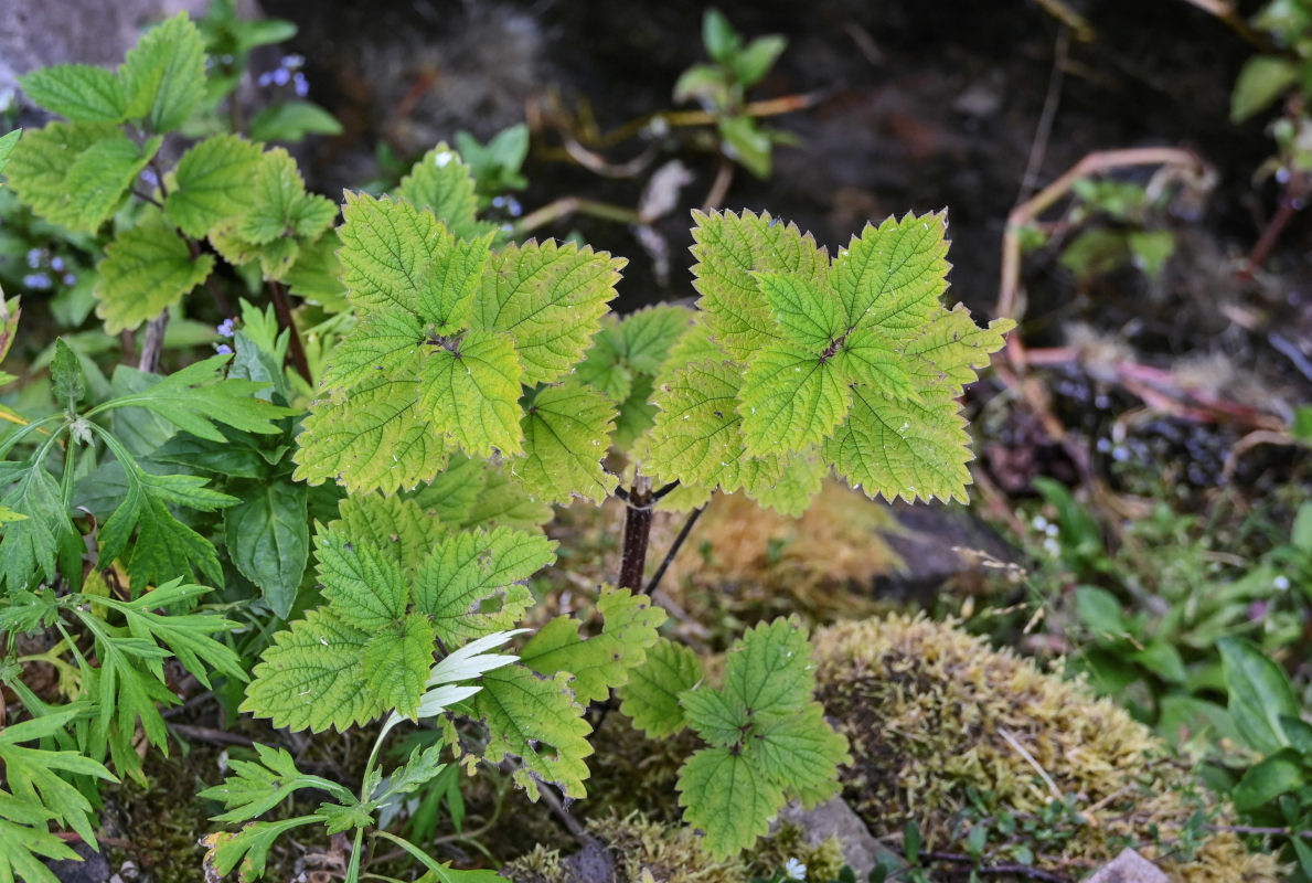 Image of Urtica platyphylla specimen.