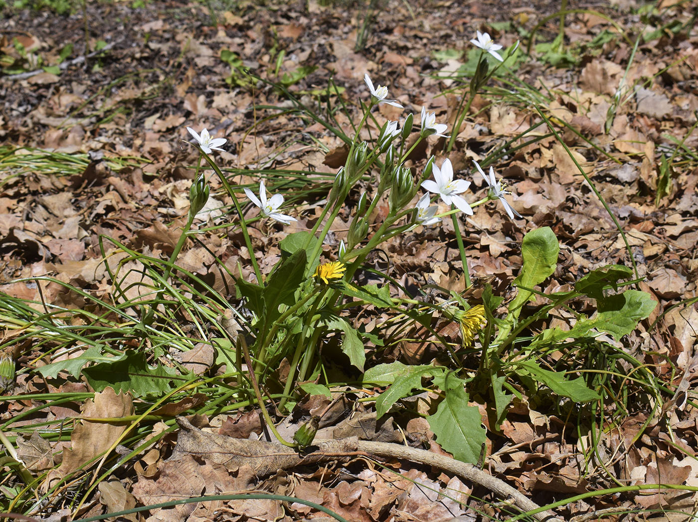 Image of genus Ornithogalum specimen.