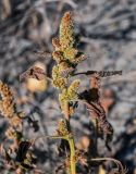 Amaranthus retroflexus. Верхушка плодоносящего растения. Московская обл., Орехово-Зуевский гор. округ, окр. оз. Горбатое, опушка смешанного леса, у дороги. 23.09.2023.