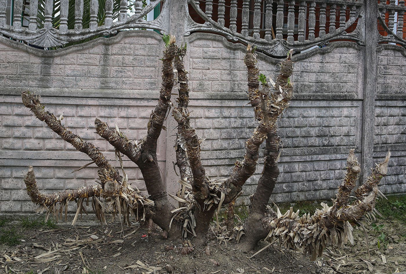 Изображение особи Yucca gloriosa.