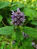 Смотреть изображение Prunella vulgaris