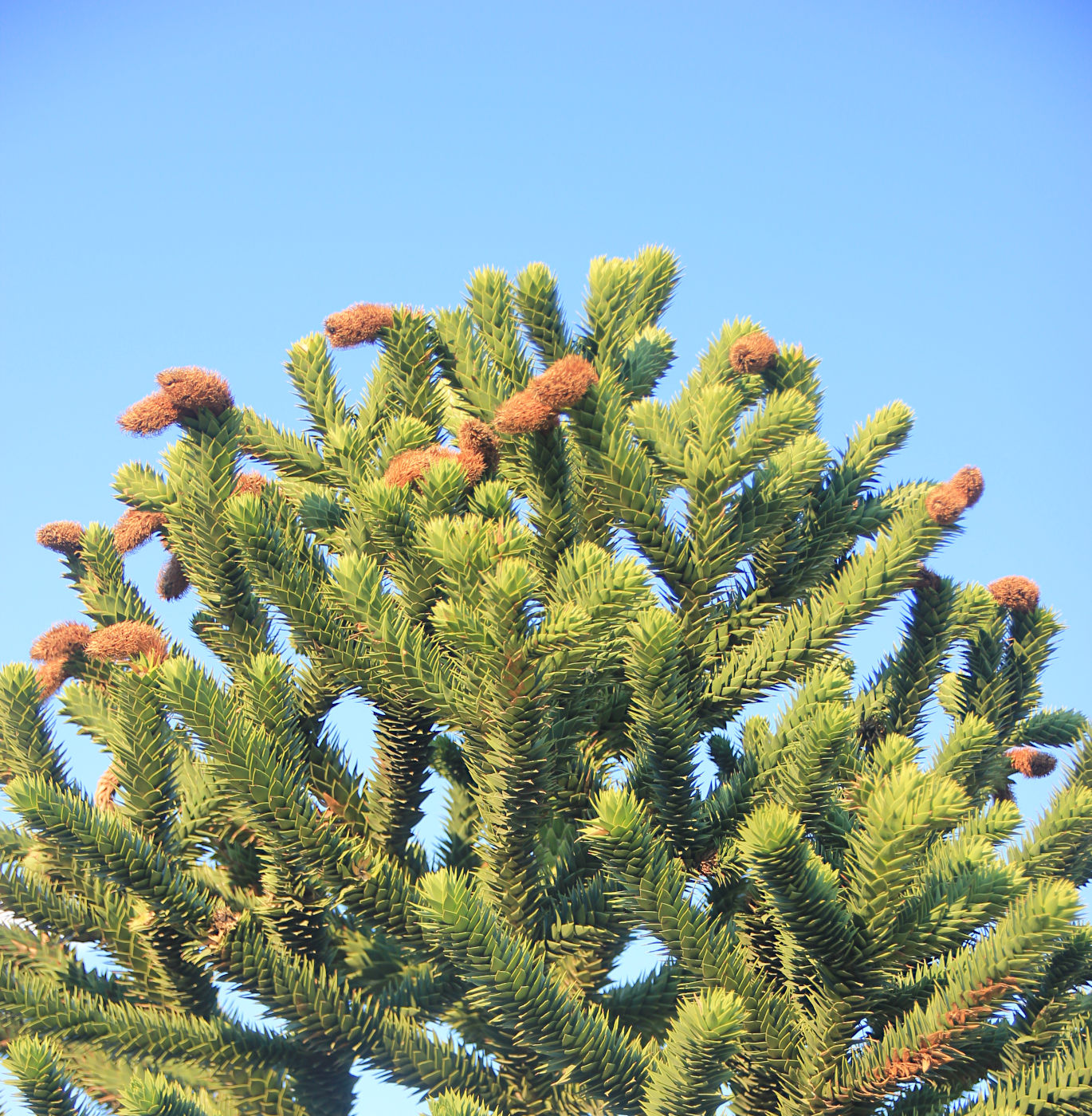 Image of Araucaria araucana specimen.