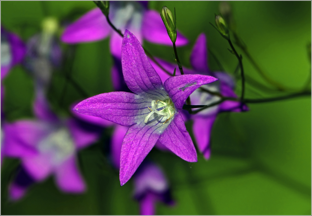 Image of Campanula patula specimen.