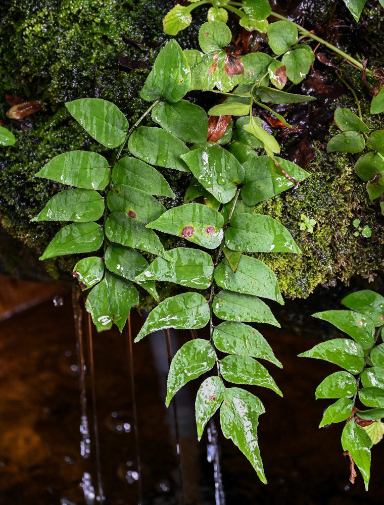 Image of Cyrtomium fortunei specimen.