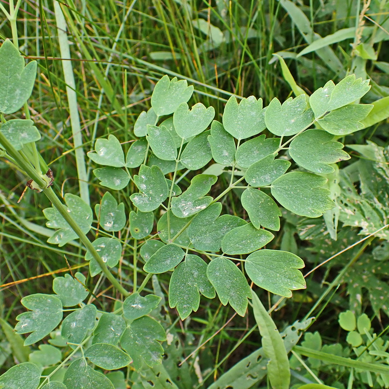 Image of Thalictrum minus specimen.