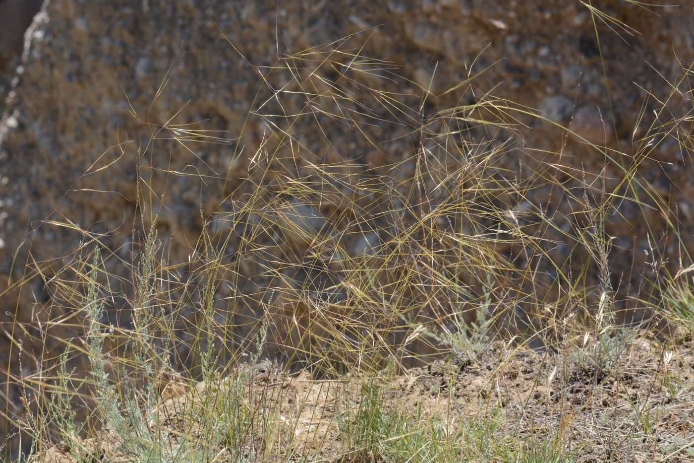 Image of Stipa capillata specimen.