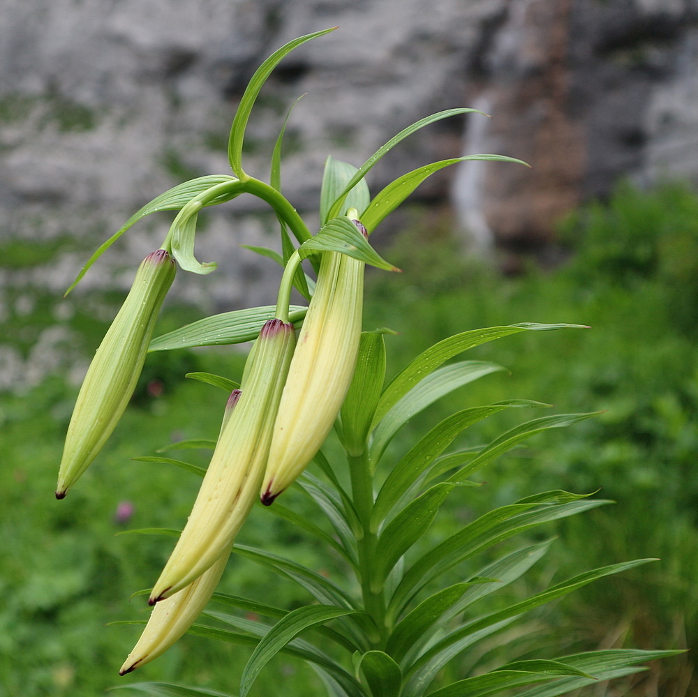 Image of Lilium monadelphum specimen.