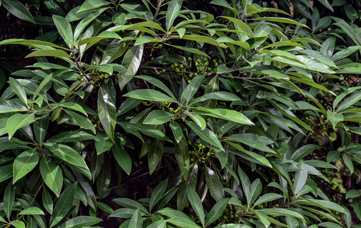 Image of Litsea cubeba specimen.