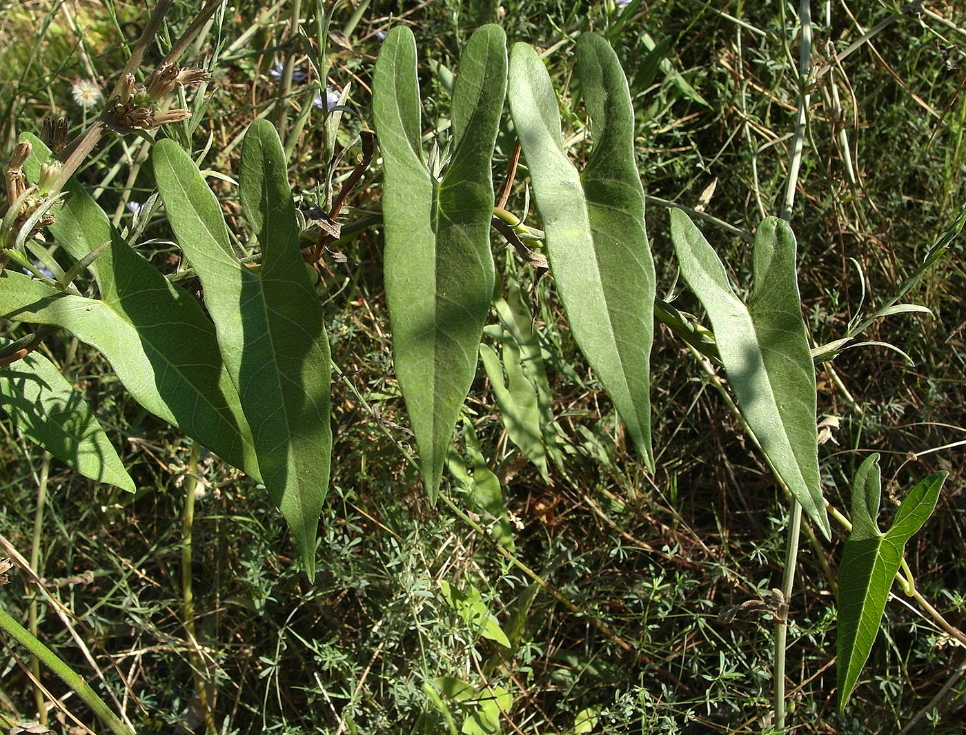 Image of genus Ipomoea specimen.