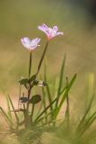 Epilobium anagallidifolium. Цветущее растение. Карачаево-Черкесия, Урупский р-н, дол. р. Архыз, субальпийский луг. 08.08.2024.