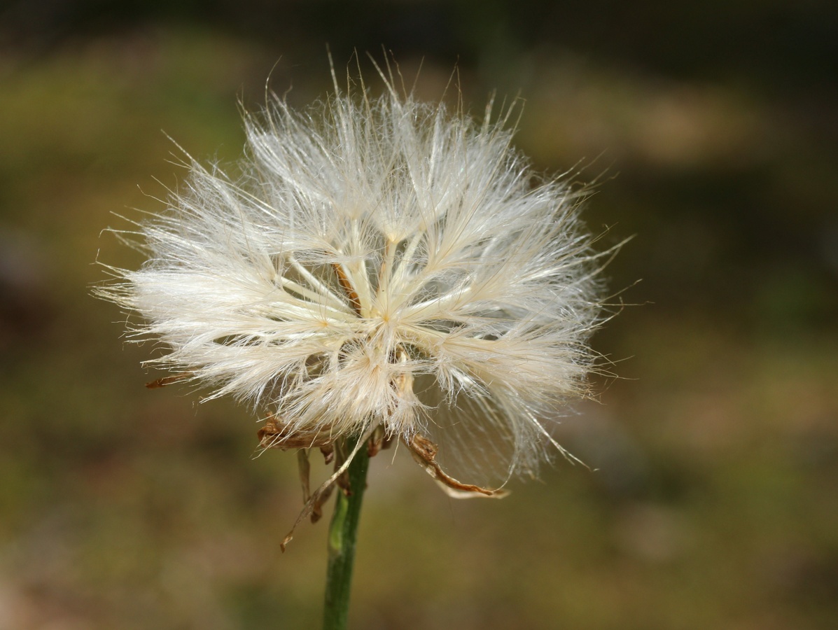 Изображение особи Scorzonera humilis.