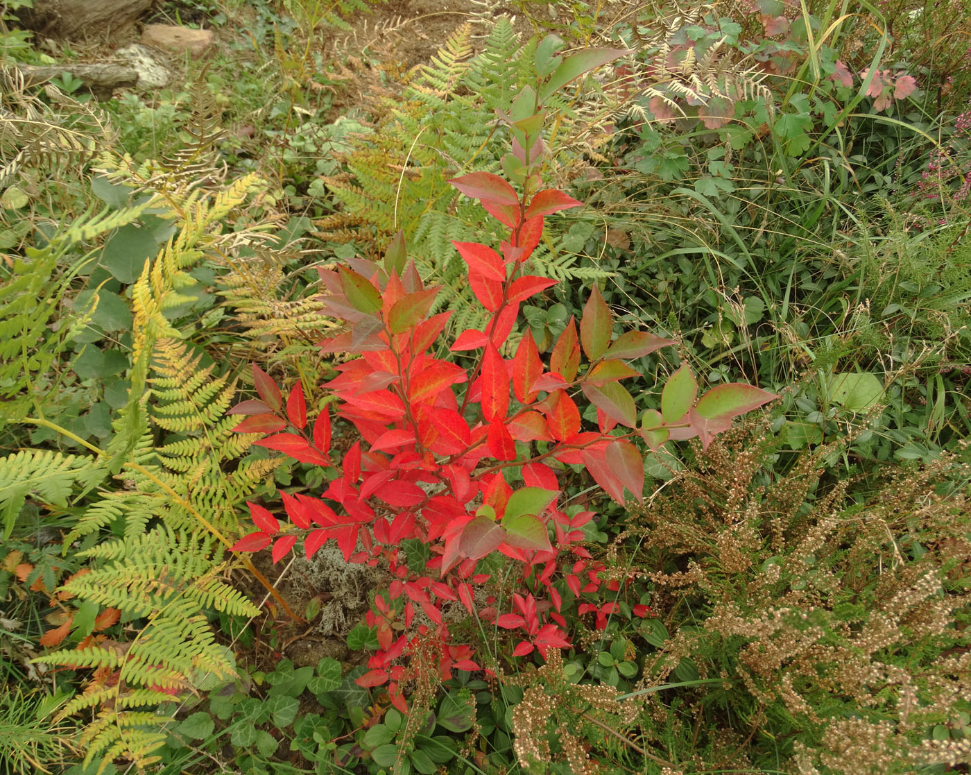 Image of Vaccinium stamineum specimen.