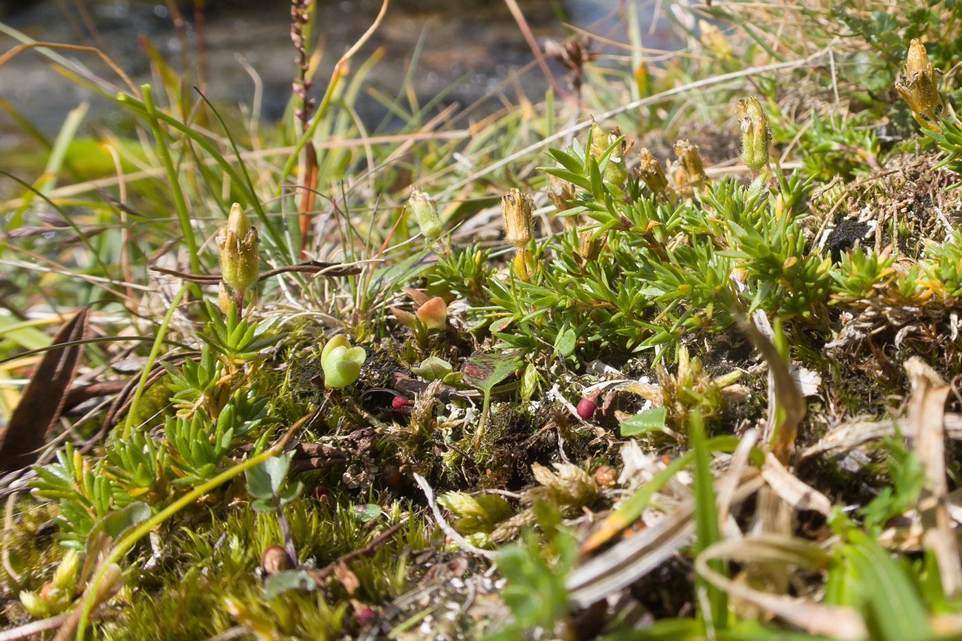 Image of genus Minuartia specimen.