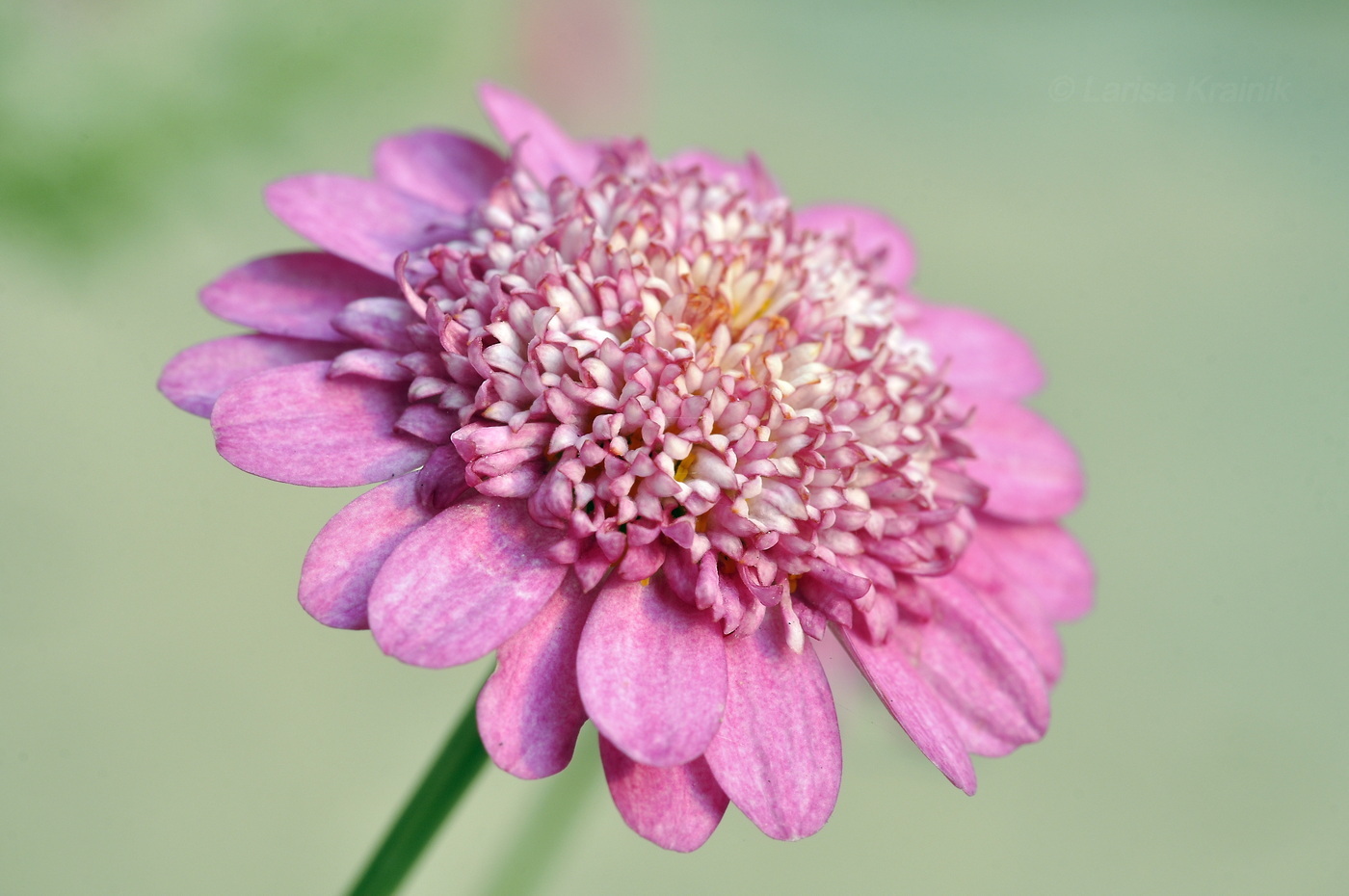 Изображение особи семейство Asteraceae.