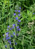 Echium vulgare. Верхушка цветущего растения среди соцветий Phleum pratense и Dactylis glomerata. Московская обл., окр. г. Железнодорожный, долина р. Чёрная, залежь. 16.06.2024.