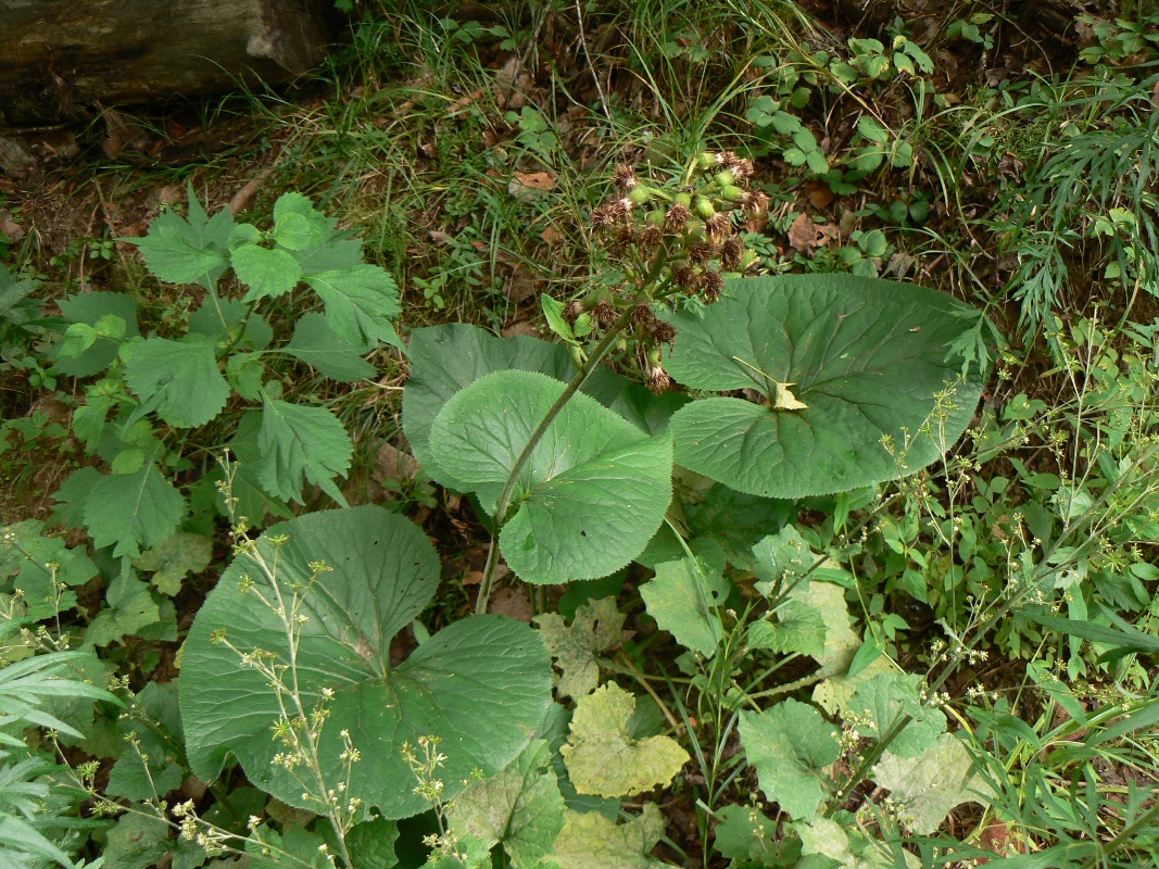 Image of Ligularia fischeri specimen.