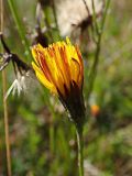 Scorzoneroides autumnalis. Соцветие-корзинка. Хабаровский край, окр. г. Комсомольск-на-Амуре, зарастающий пустырь. 23.09.2024.