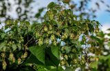 Humulus lupulus. Верхушки побегов с развивающимися плодами (на сухих ветвях кустарников и побегах Reynoutria). Московская обл., Одинцовский гор. округ, окр. г. Звенигород, берег р. Москва, заросли кустарников у воды. 18.08.2024.