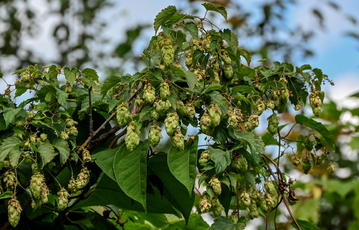 Image of Humulus lupulus specimen.