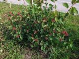 Amelanchier spicata. Плодоносящее растение. Магаданская обл., г. Магадан, побережье бухты Нагаева, сквер \"Маяк\", в озеленении. 22.08.2024.