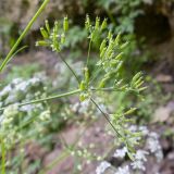 Anthriscus sylvestris variety nemorosa. Верхушка побега с соплодием. Карачаево-Черкесия, Зеленчукский р-н, гора Джисса, ≈ 1400 м н.у.м., облесённая балка, скала. 15.06.2024.