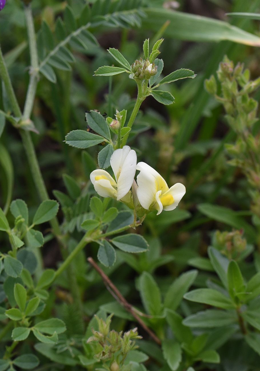 Image of Medicago &times; varia specimen.