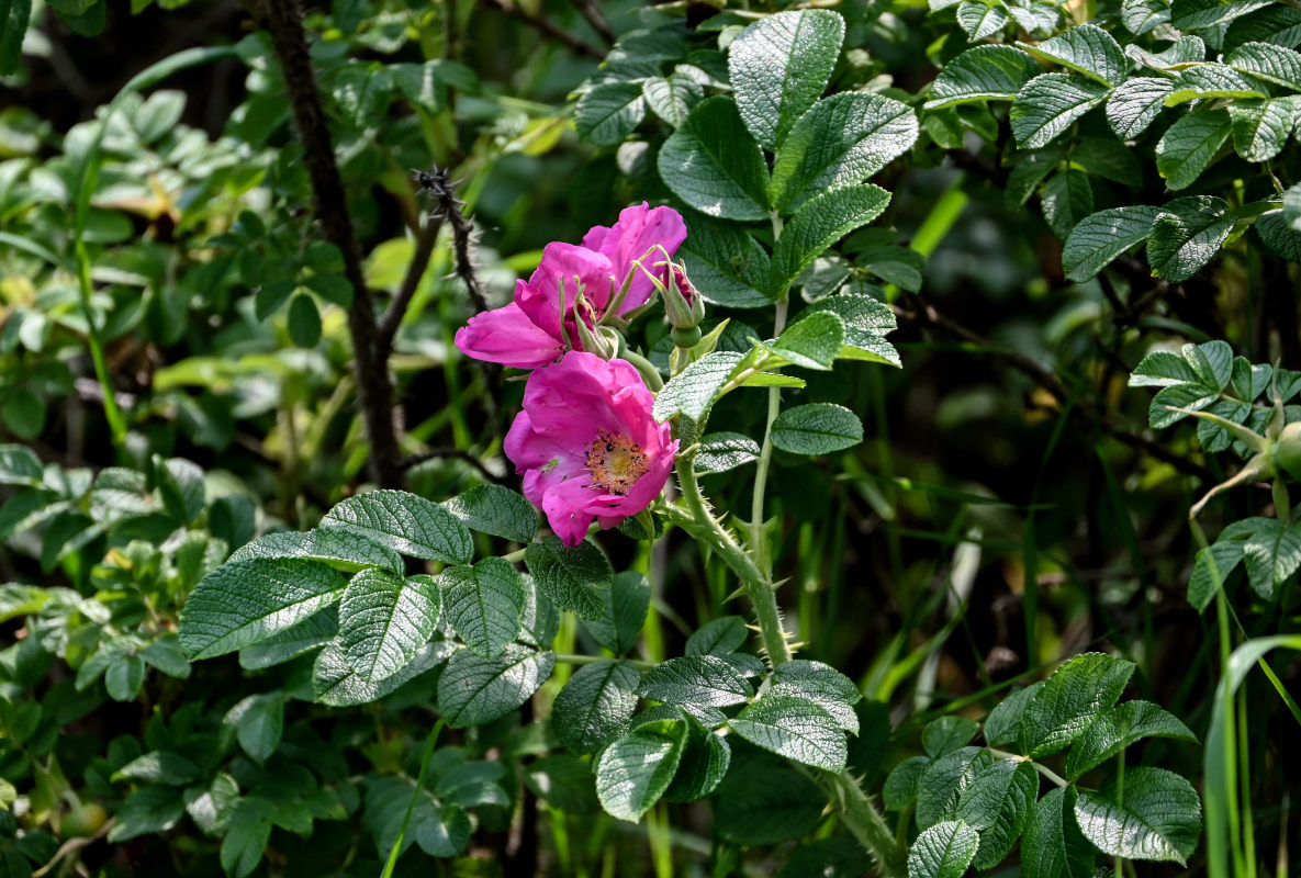 Image of Rosa rugosa specimen.