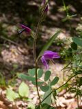 Cephalanthera rubra. Часть побега с цветком и бутонами. Крым, Южный берег, окр. с. Соколиного, Большой Каньон Крыма, дол. р. Коккозка, лиственный лес. 31.05.2024.