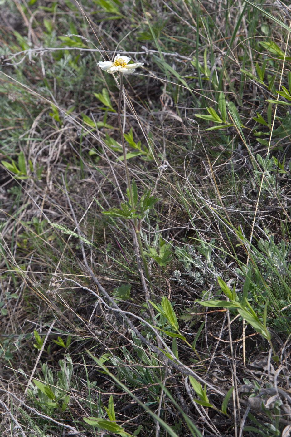 Image of Anemone sylvestris specimen.