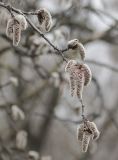 Populus tremula