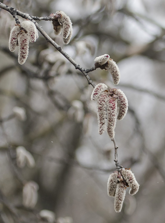 Изображение особи Populus tremula.
